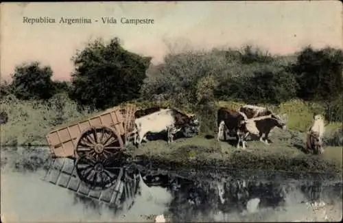 Ak Argentinien, Bauer, Rinder, Fuhrwerk im Wasser