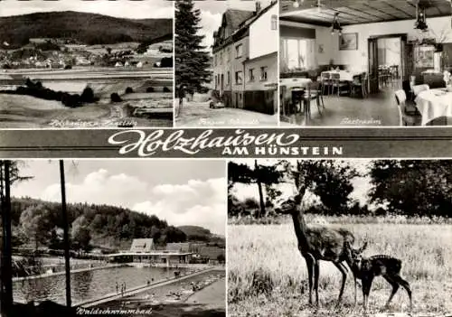 Ak Holzhausen Dautphetal Hessen, Pension Schmidt, Waldschwimmbad, Rotwild