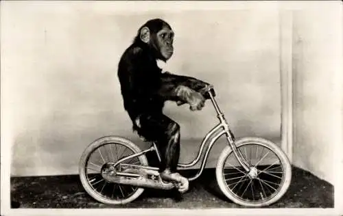 Ak Basel Basel Stadt Schweiz, Zoologischer Garten, Schimpanse auf Condor Velo, Fahrrad