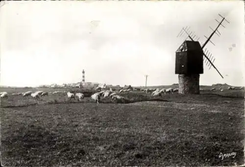 Ak Ouessant Finistère, Schafweide, Loc Gweltas