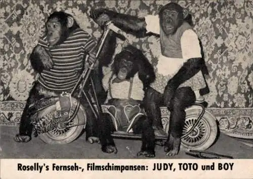 Ak Roselly's Fernseh-, Filmschimpansen Judy, Toto, Boy, Roller