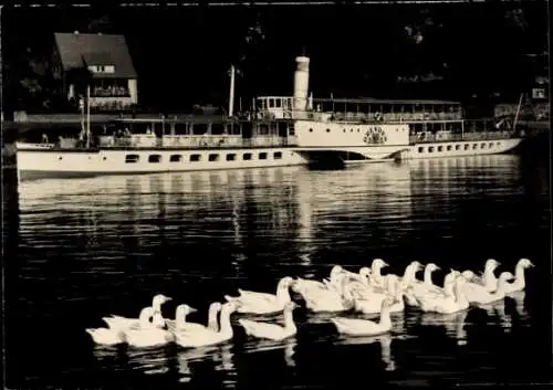 Ak Weiße Flotte Dresden, Dampfer Dresden, Elbe, Enten