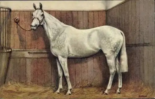 Künstler Ak Weißes Pferd im Pferdestall