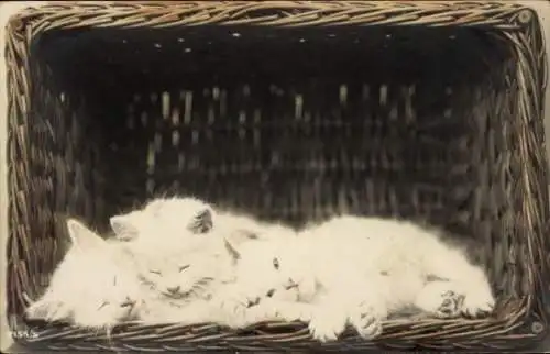 Ak drei junge weiße Katzen schlafend in einem Korb