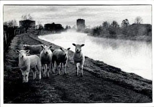 Ak Frühmorgens auf dem Treidelpfad in New Amelisweerd