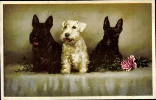Künstler Ak Drei Hunde, zwei schwarze und ein weißer Terrier
