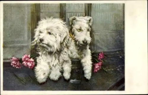 Ak Hunde in einer Kutsche, Terrier, Nelken