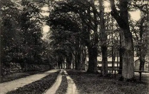 Ak Ebstorf in der Lüneburger Heide, Eichholz