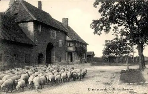 Ak Riddagshausen Braunschweig in Niedersachsen, Schafherde