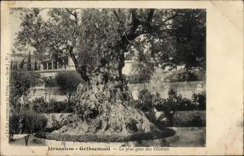 Ak Gethsemani Jerusalem Israel, größter Olivenbaum