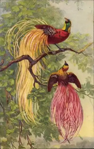 Künstler Ak Zwei Paradiesvögel auf einem Baumast, Buntes Gefieder