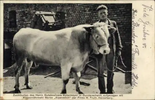 Ak Gunderscheidt, Zuchtbulle des Gutsbesitzers Watermeyer, Kälbernährmittel Alpenmilch, W. Fruth