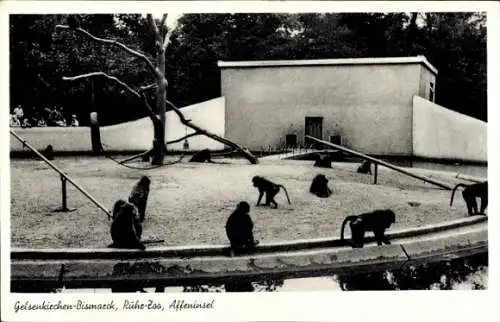 Ak Bismarck Gelsenkirchen im Ruhrgebiet, Ruhr-Zoo, Affeninsel