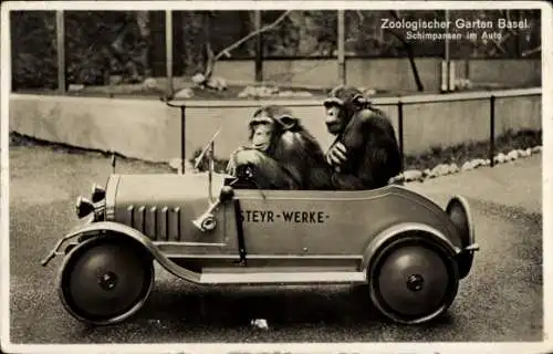 Ak Basel Stadt Schweiz, Zoologischer Garten, Schimpansen im Auto, Steyr Werke