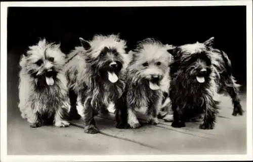 Ak Vier kleine Hunde, Gruppenbild, Tierportrait