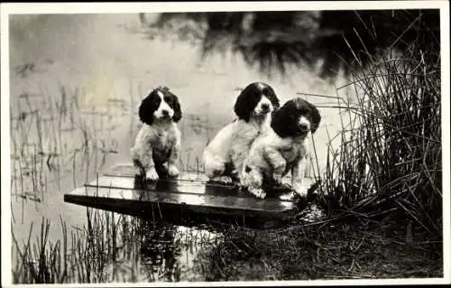 Ak Hundewelpen auf einem Brett am Ufer