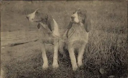 Ak Zwei aneinandergekettete Hunde auf einer Wiese