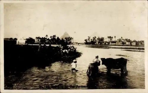 Ak Ägypten, Kühe baden im Fluß, Pyramiden im Hintergrund