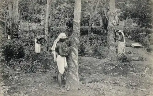 Ak Ceylon Sri Lanka, Anzapfen von Gummibäumen