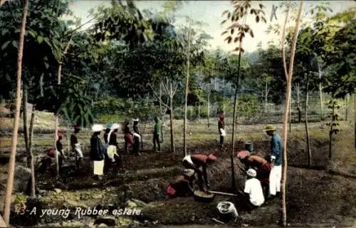 Ak Ceylon Sri Lanka, junge Gummibäume, Plantage, Arbeiter