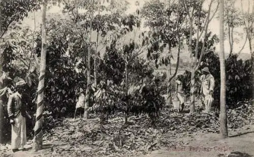 Ak Ceylon Sri Lanka, Anzapfen von Gummibäumen