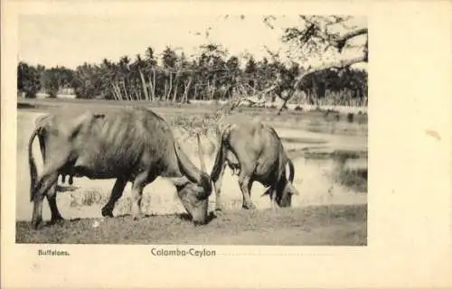 Ak Colombo Ceylon Sri Lanka, Büffel