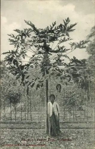 Ak Colombo Ceylon Sri Lanka, Papaya-Baum