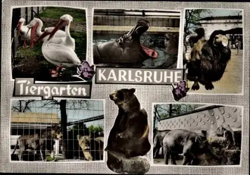 Ak Karlsruhe in Baden, Tiergarten, Pelikane, Elephanten, Löwen, Bär, Nilpferd, Kamel