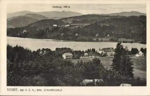 Ak Titisee Neustadt im Breisgau Hochschwarzwald, Blick zum Feldberg, Kühe