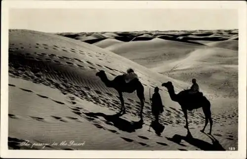 Ak Cairo Kairo Ägypten, Kamele in der Wüste