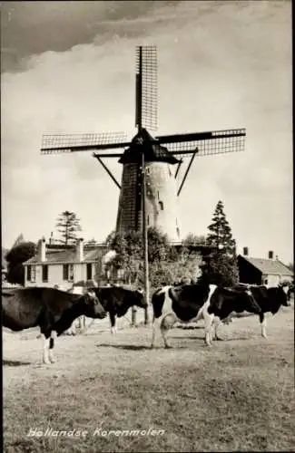 Ak Niederlande, Hollandse Korenmolen, Kühe