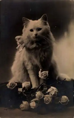 Ak Weiße langhaarige Katze, sitzend mit Rosen