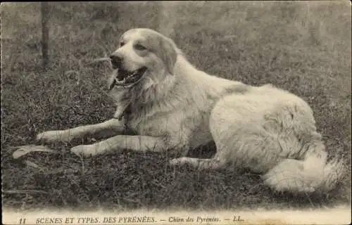 Ak Scenes et Types des Pyrenees, Chien des Pyrenees