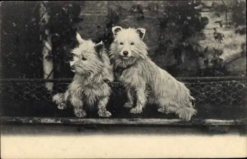 Ak Zwei Hunde, Terrier