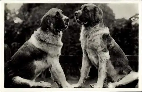 Ak Zwei Bernhardiner, Hunde