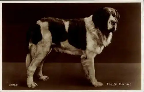 Ak Bernhardiner, Hund, St. Bernard