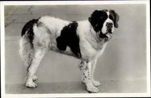 Ak Bernhardiner, Hund