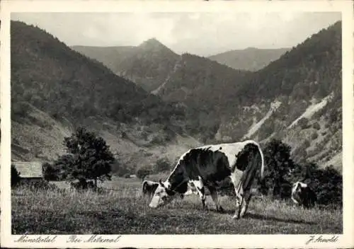 Ak Metzeral Elsass Haut Rhin, Münstertal, weidende Kühe, Fotograf J. Arnold, Kolmar