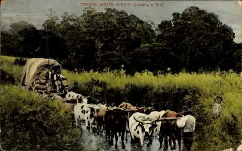 Ak Südafrika, Crossing a drift, Rinderfuhrwerk