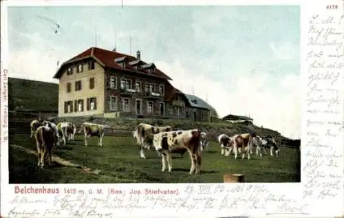 Ak Aitern im Schwarzwald, Badischer Belchen, Belchenhotel, Belchenhaus, Kühe