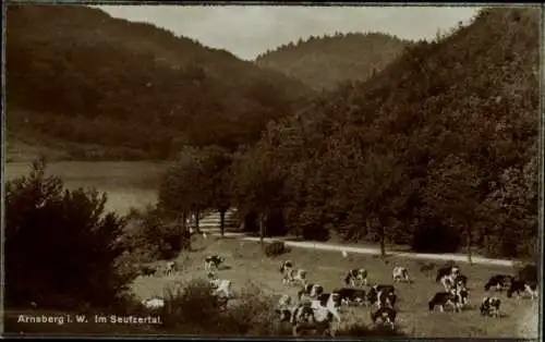 Ak Arnsberg im Sauerland Westfalen, Seufzertal, Kuhweide