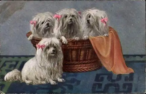Ak Vier weiße Hunde, Korb, Decke
