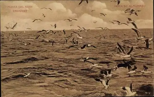 Ak Uruguay, Vögel im Flug, Meer