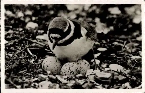 Ak Vogel  mit Eiern in einem Nest