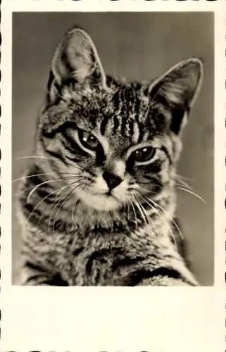 Ak Getigerte Katze, Tierportrait