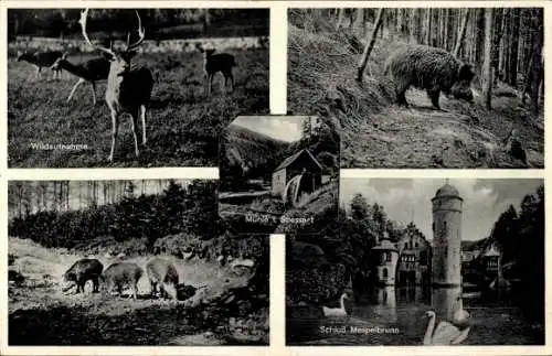 Ak Mespelbrunn im Spessart Unterfranken, Wildschweine, Hirsch, Schloss, Mühle