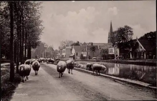 Ak Breukelen Utrecht Niederlande, Straße an der Vecht, Schafe