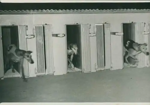 Foto Hunderennen, Windhunde beim Start, 1936