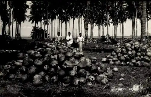 Foto Ak Coconut Tapper, Kokosnuss Ernte, Kokosnüsse in Schalen