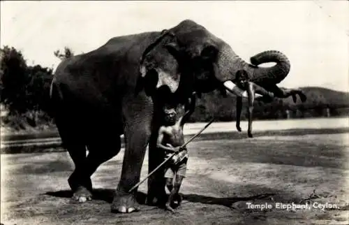 Ak Ceylon Sri Lanka, Tempelelefant